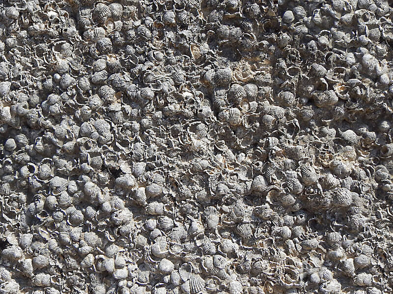 shells stone