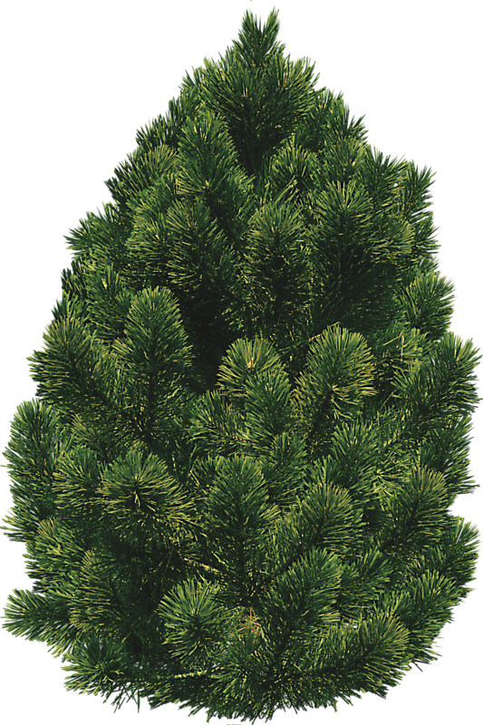 pine bush