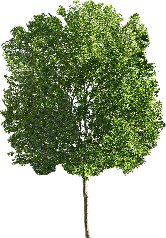 platanus tree