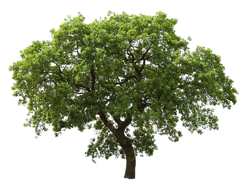 oak tree medium