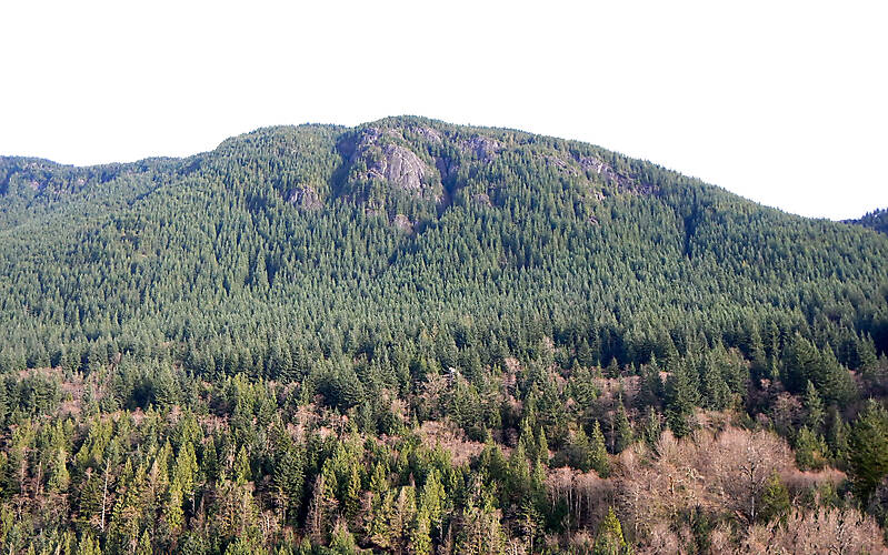 pine trees mountains