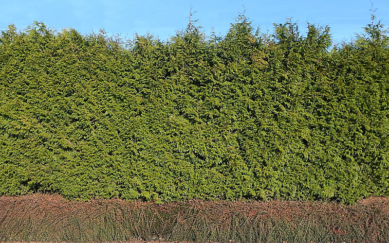 tall pine bush fence