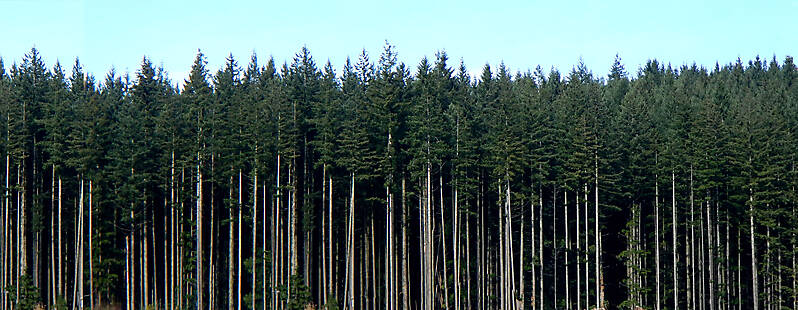 tall pine trees background