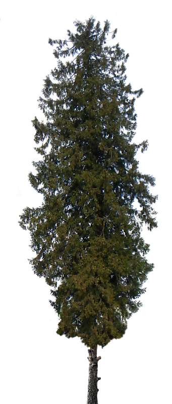 pine tree small