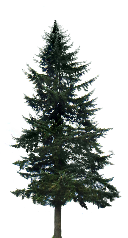 pine tree big