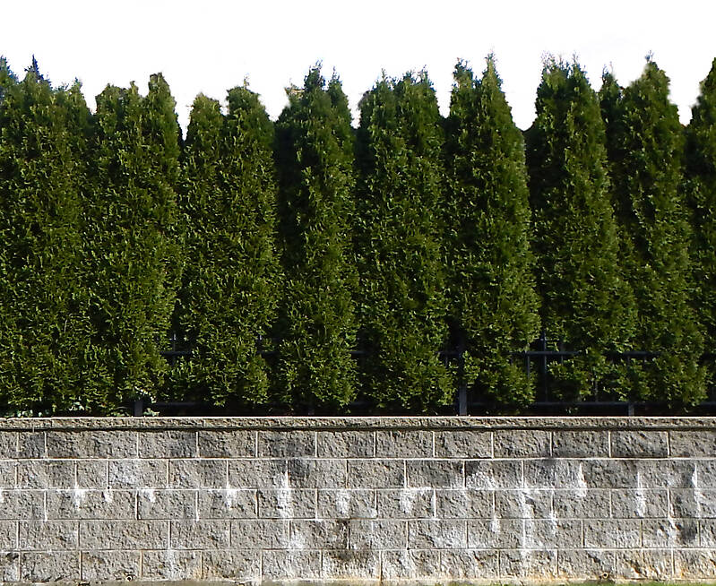 wall and pine trees bush