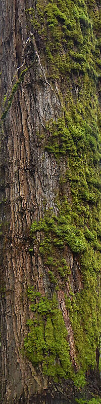 mossy bark 1