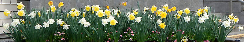 yellow and white narcissus daffodil flowers