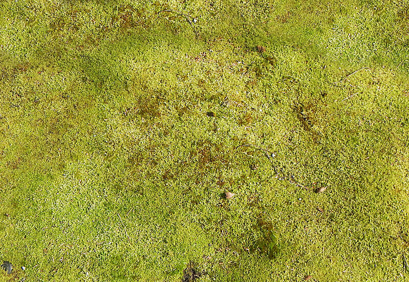 moss surface