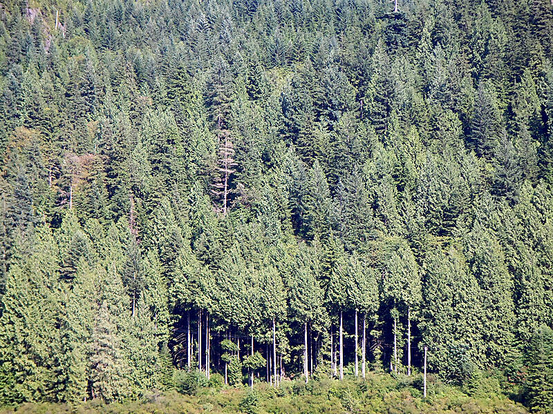 pine trees 2