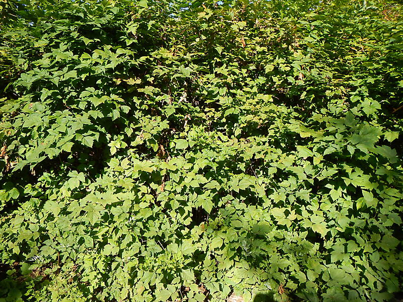 leaves bush medium