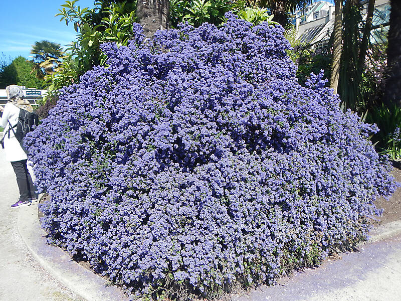 California lilac purple bush