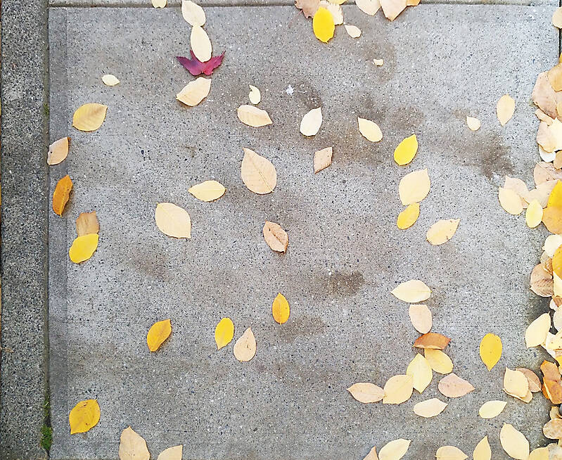 sidewalk with leafs