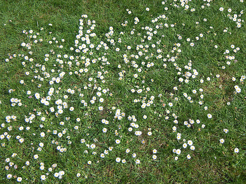 grass with daisie flowers 2