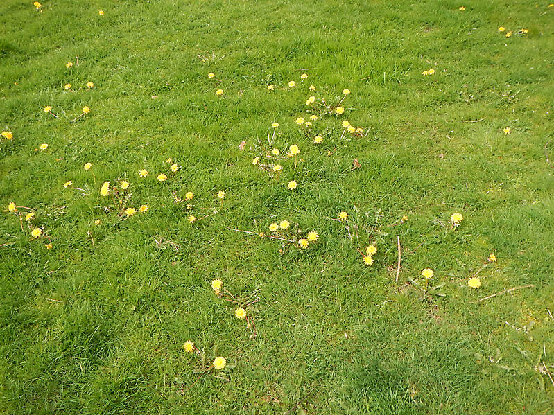 grass with yellow flowers 1