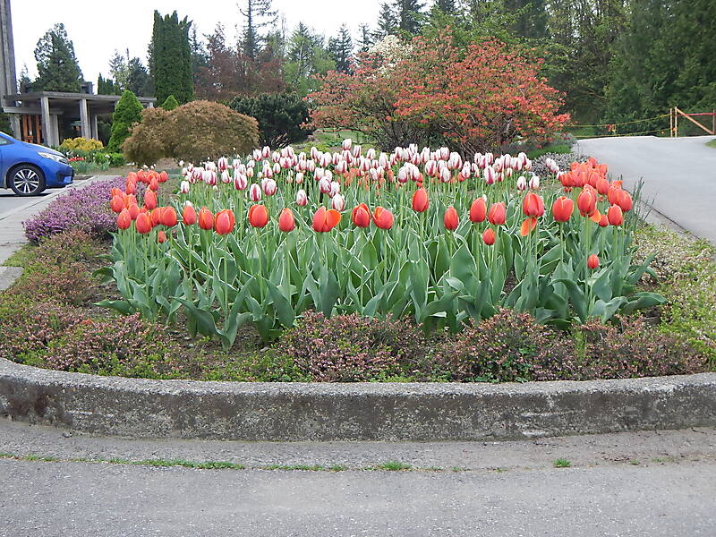 red tulips planter 3