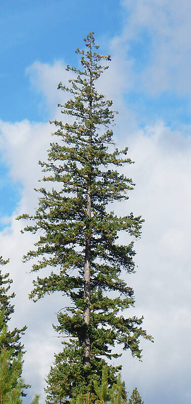 pine tree 3