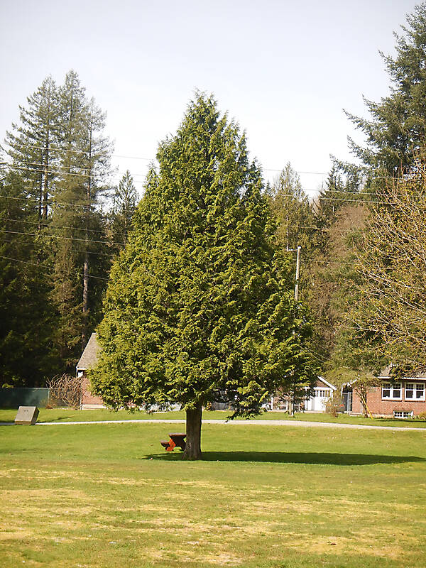 pine tree 4