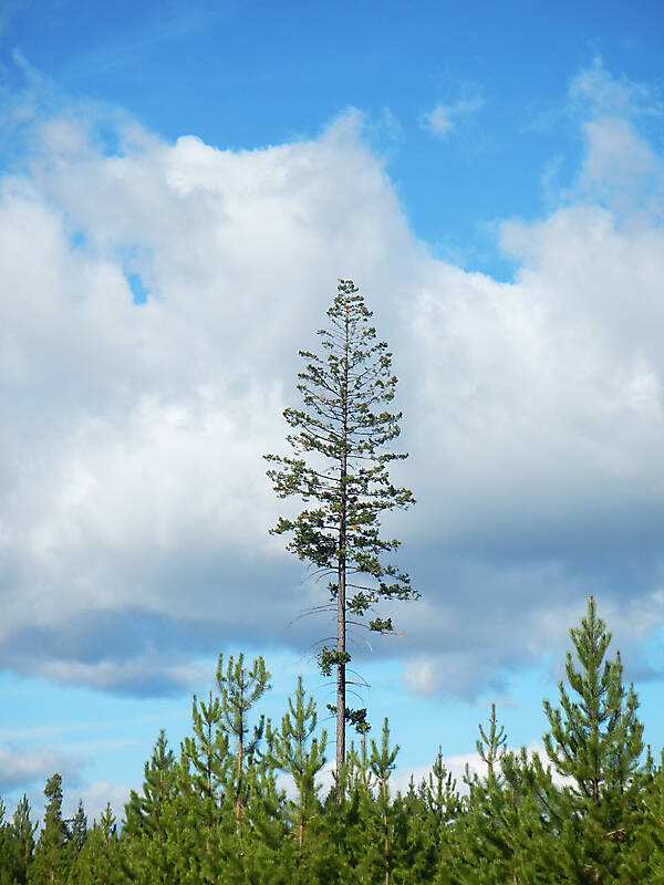 pine tree 5