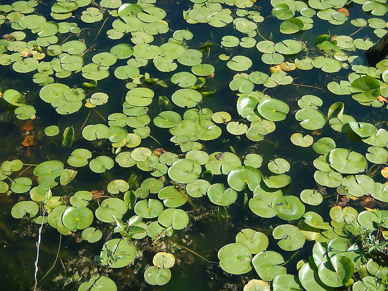 lotus leaves on water 1