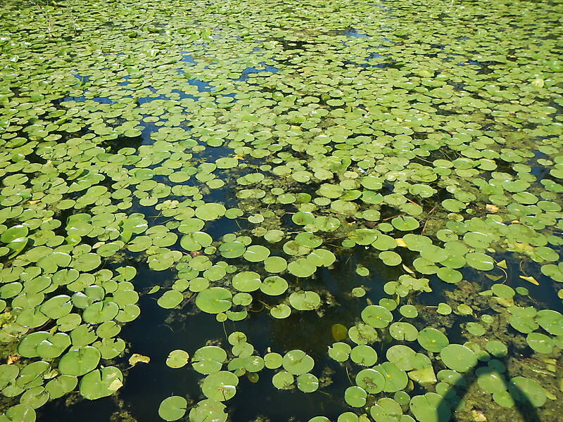 lotus leaves on water 2
