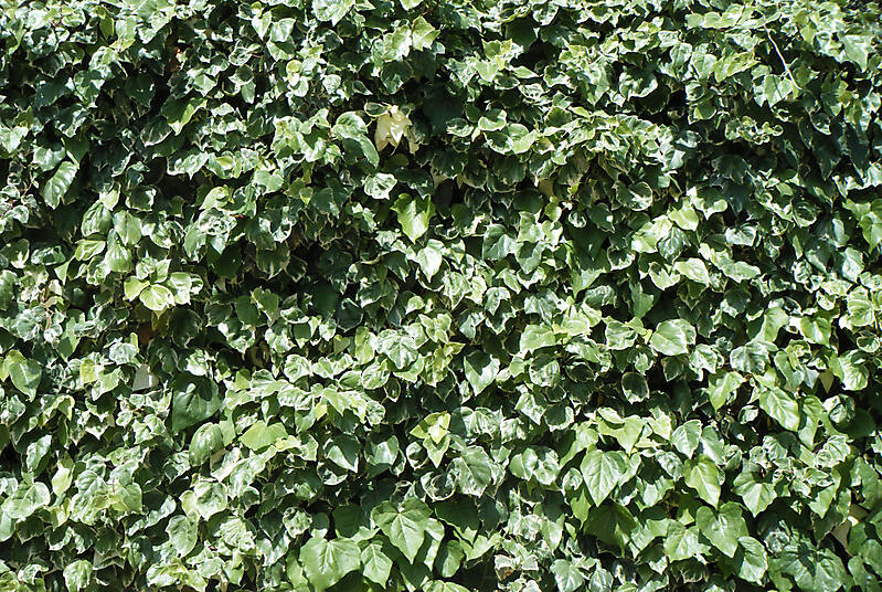 leafs yard garden wall