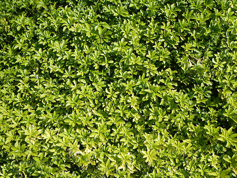green leaf bush