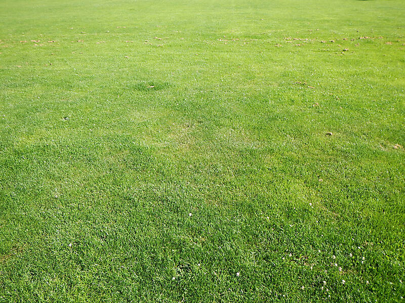 big perfect grass prospective projection map 2