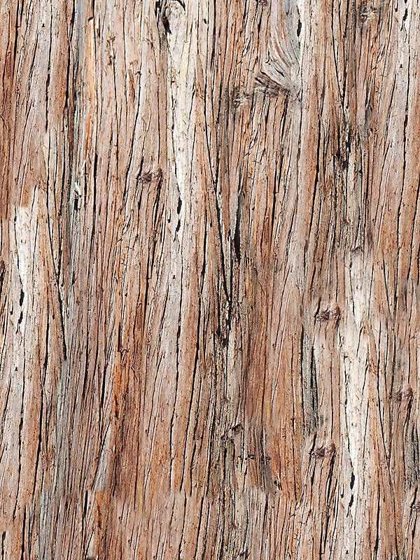 bark brown huge