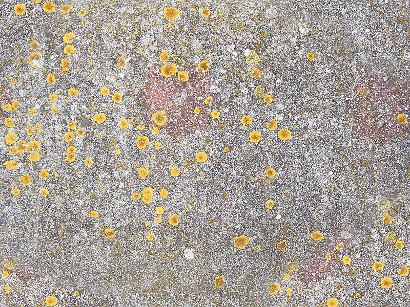 Concrete with dry moss