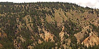 pines tree mountains background 9